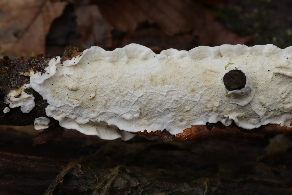 Byssomerulius corium · February 2026 · photo: © bjoerns (iNaturalist, cc-by)