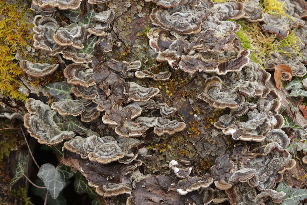 Auricularia mesenterica · February 2026 · photo: © bjoerns (iNaturalist, cc-by)