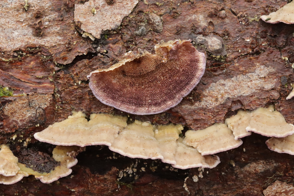 Trichaptum abietinum · February 2026 · photo: © bjoerns (iNaturalist, cc-by)