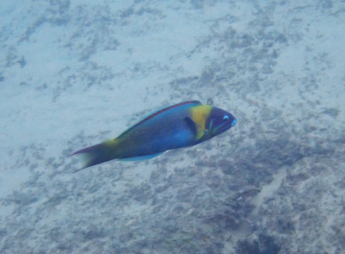 Thalassoma genivittatum observed 2026-01-15