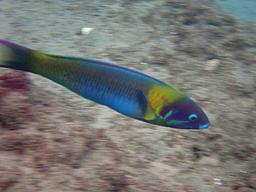 Redcheek wrasse (Thalassoma genivittatum) — Labridae — 5