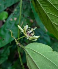 Passiflora ferruginea