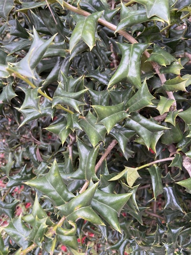 Chinese holly