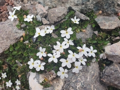 Lobelia glaberrima