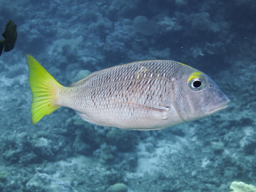 Pacific yellowtail emperor (Lethrinus atkinsoni) — Lethrinidae