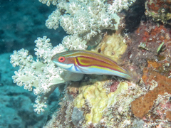 Laboute's Wrasse photo 1