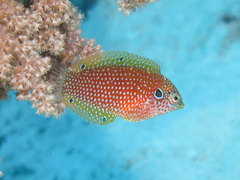 Black Leopard Wrasse photo 3