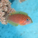 Kuiter's Leopard Wrasse EXPERT ONLY