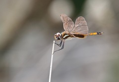 Tramea darwini