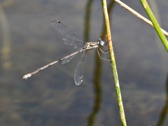 Lestes sigma