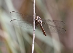 Orthemis ferruginea
