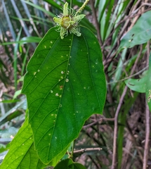 Passiflora ferruginea