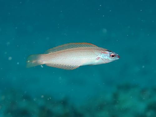 Redspot wrasse (Pseudocoris yamashiroi) — Labridae — 4