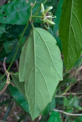 Passiflora ferruginea