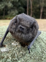 Large Forest Bat photo 2
