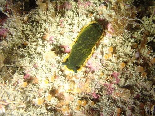 Dendrodoris limbata