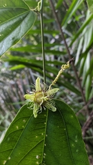Passiflora ferruginea