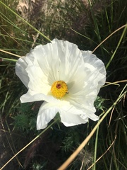 Argemone albiflora
