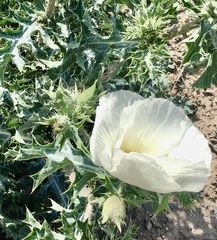 Argemone albiflora