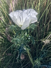 Argemone albiflora