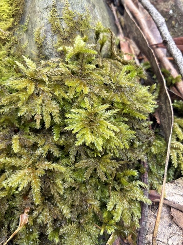 Hypnodendron vitiense observed 2026-02-18