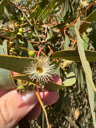 Yarri (Eucalyptus patens)