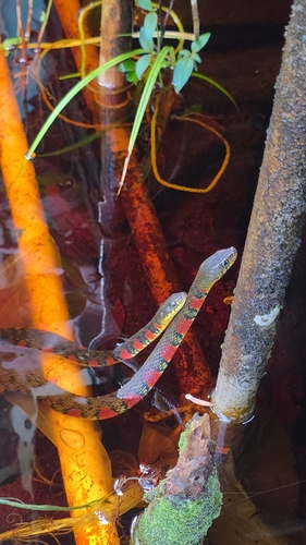 Xenochrophis trianguligerus
