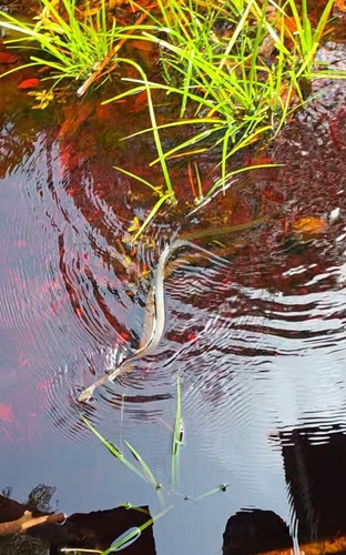 Xenochrophis trianguligerus