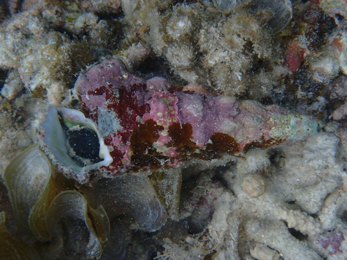 Cerithium nodulosum observed 2026-02-10