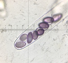 Ascobolus albidus