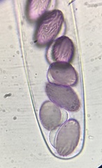 Ascobolus albidus