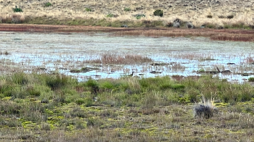 Black Stilt (Himantopus novaezelandiae), photo 5
