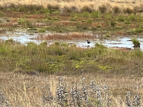 Black Stilt (Himantopus novaezelandiae), photo 6