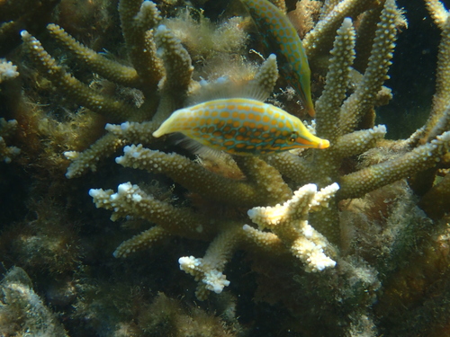 Oxymonacanthus longirostris
