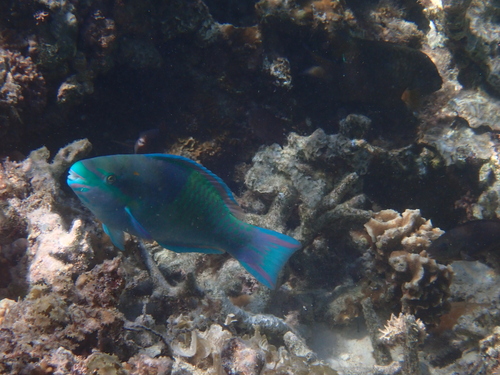 Fivesaddle parrotfish (Scarus scaber) — Scaridae — 2