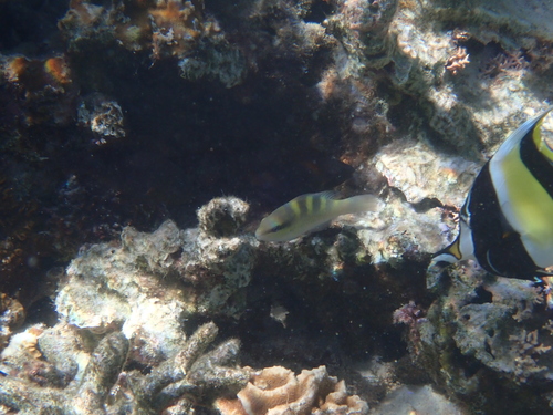 Scarus scaber