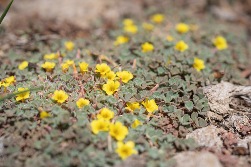 Fleshy sorrel (Oxalis compacta)
