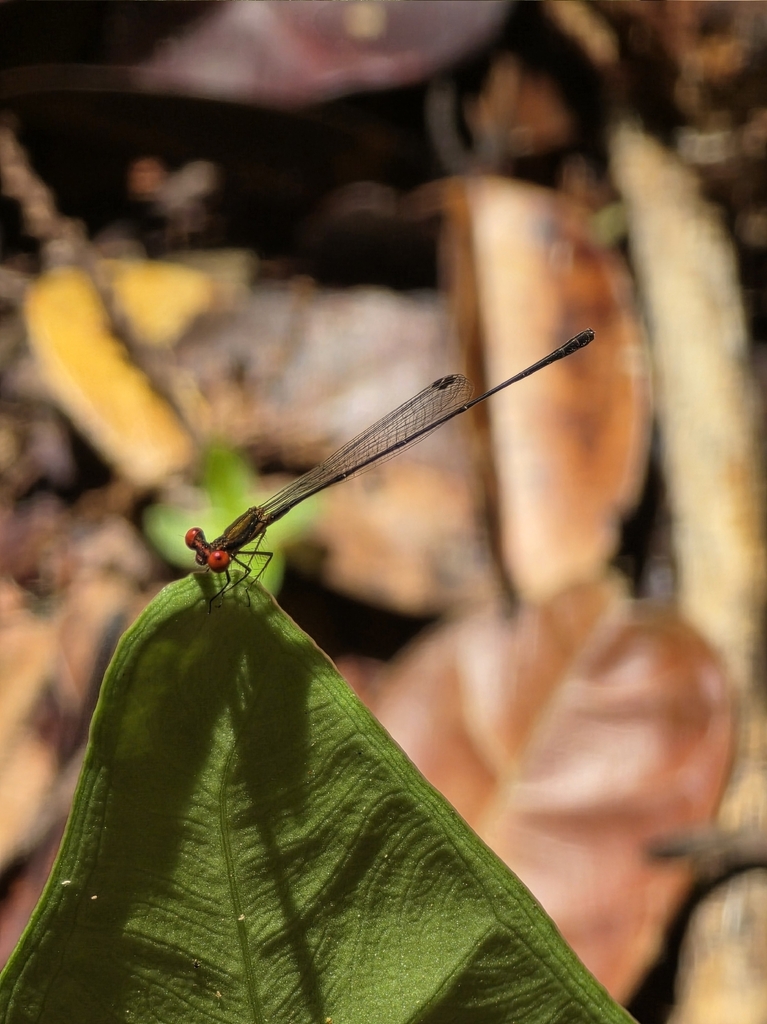 Elattoneura erythromma (Elattoneura erythromma)