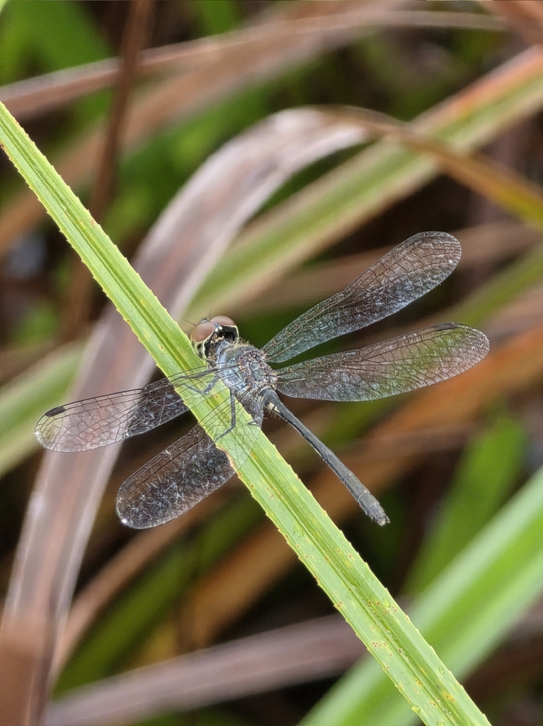 Brachygonia puella (Brachygonia puella)