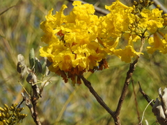 Tabebuia aurea