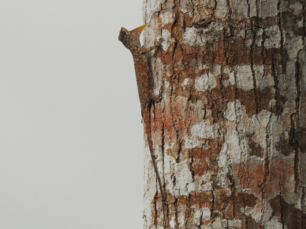 Reticulated Gliding Dragon
