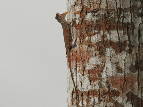Reticulated Gliding Dragon