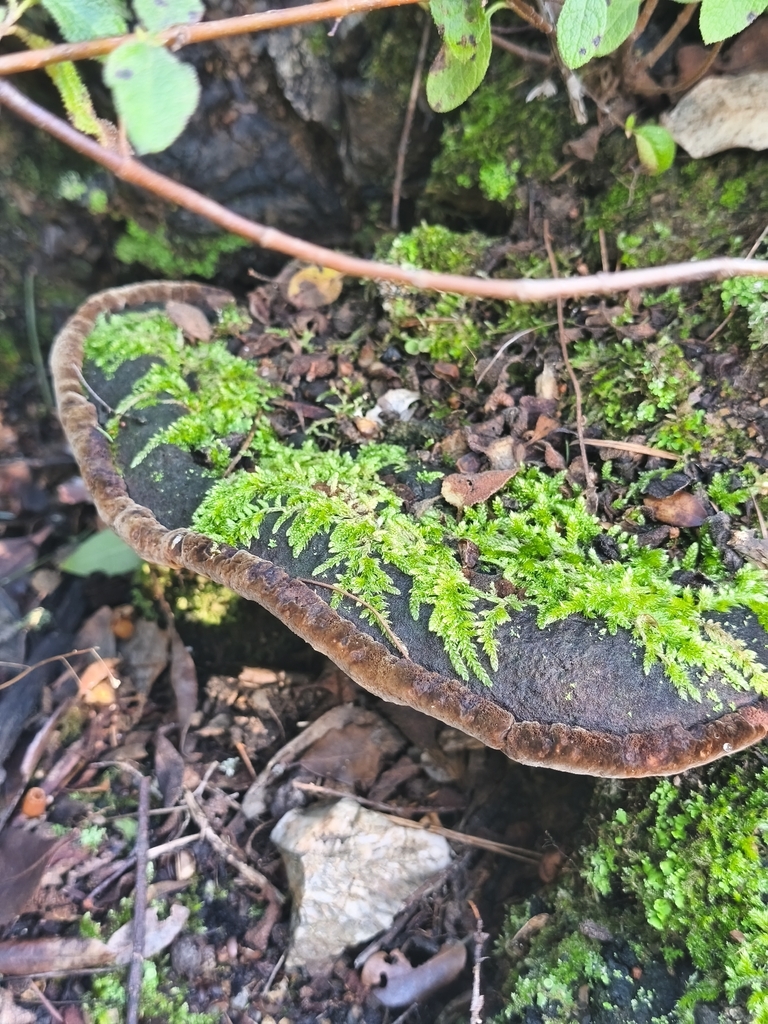 Fuscoporia torulosa · February 2026 · photo: © mycototor (iNaturalist, cc-by)