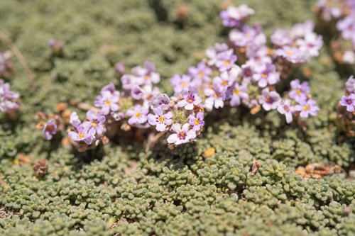 Junellia micrantha, photograph 4