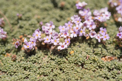 Junellia micrantha, photograph (c) Morten Ross, some rights reserved (CC BY)