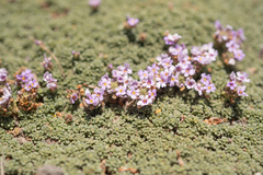 Junellia micrantha, photograph (c) Morten Ross, some rights reserved (CC BY)