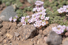 Junellia micrantha, photograph (c) Morten Ross, some rights reserved (CC BY)
