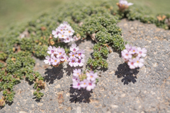 Junellia micrantha