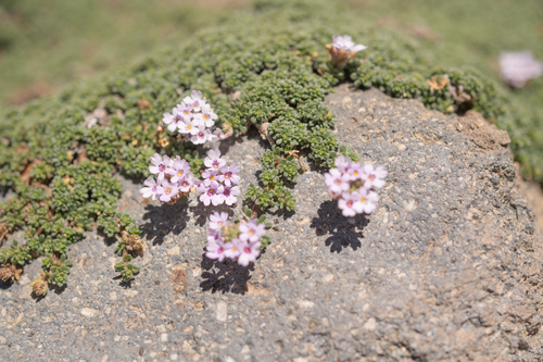 Junellia micrantha, photograph 1