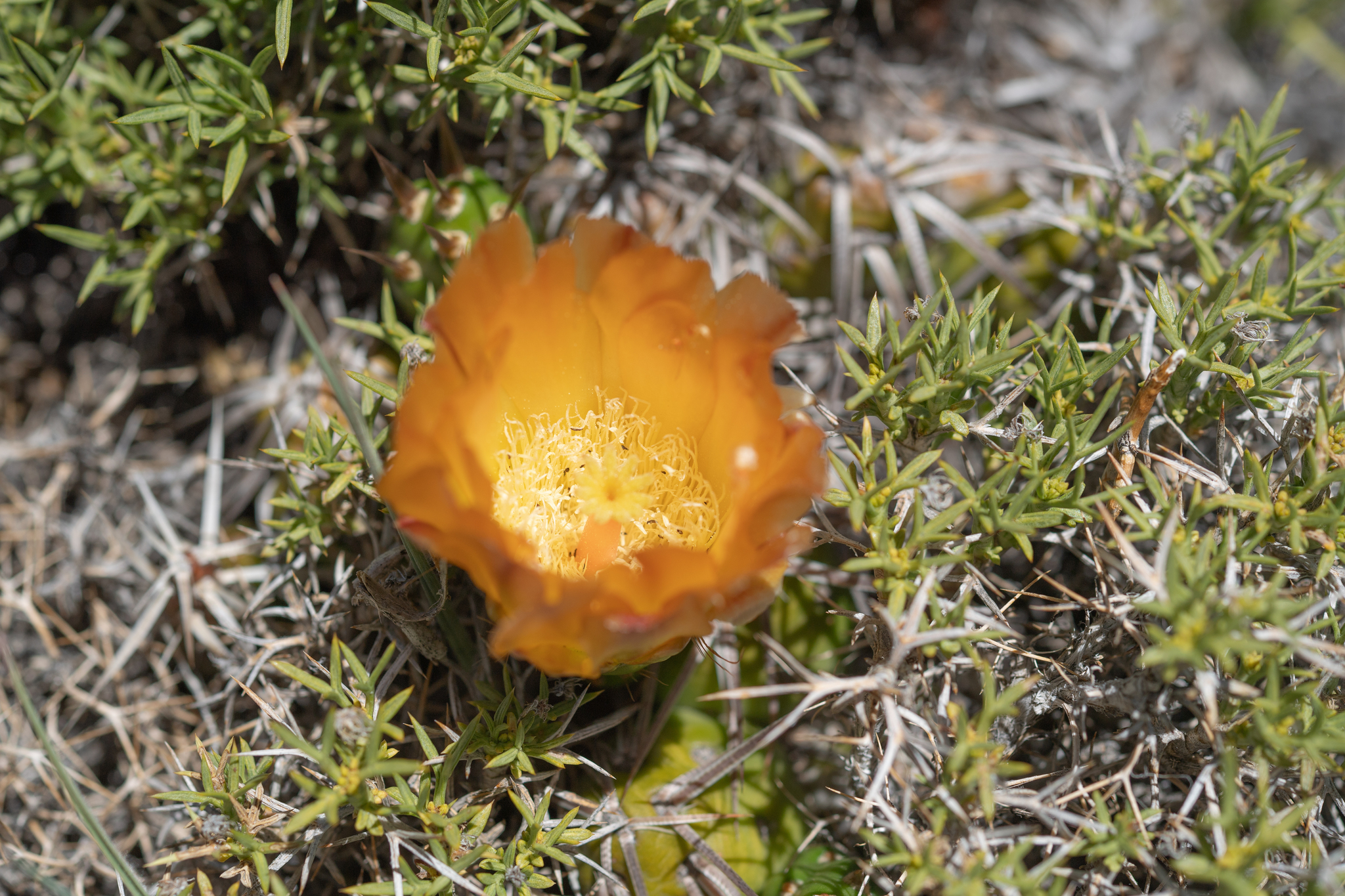 Maihueniopsis platyacantha